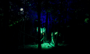 dark woods haunted attraction dark woods haunted attraction